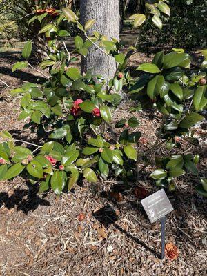 Camellia plant along Camellia Trail