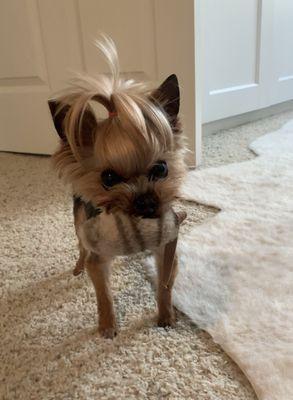 Bella 4lb 12 year old yorkie who has Chiari malformation & Syringomyelia