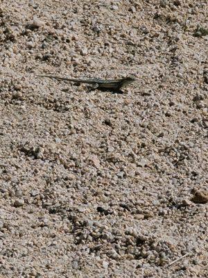 Cute lizard paid a visit.