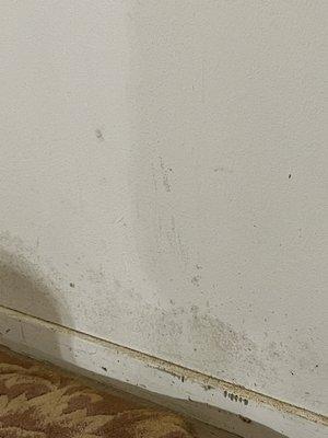 Mould in bottom bedroom