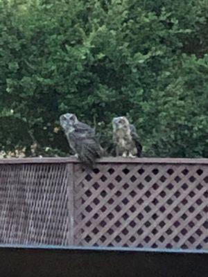 Two juvenile screech owls!