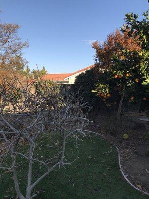 Two crate myrtles in the back BEFORE trimming. We've never done anything with them since we had no clue how to do it. They look bad!