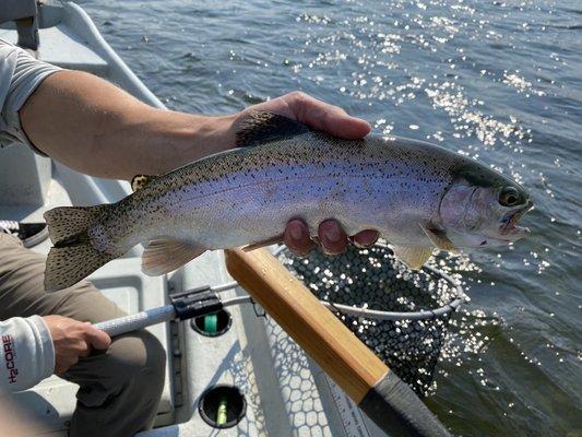 Rainbow trout