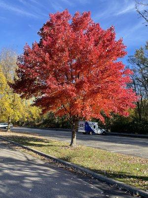 Beautiful Fall Foliage