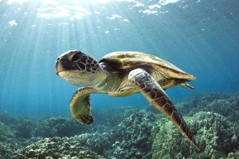 Green Sea Turtle