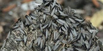 Termite Swarm