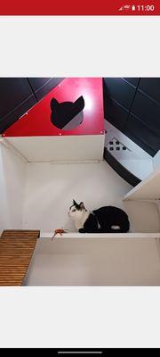 4 levels to explore inside the VIP cat suites