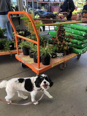 Slumber party field-trip to help Anne Marie pick out some plants