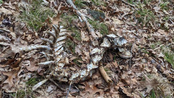 Help identify this carcass find? A) snake B) giant rabbit 3) deer 4) something else