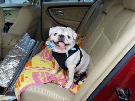 Herbie after being pampered at the spa