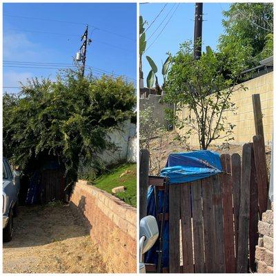 4 voluntary trees taking over the corner of the property