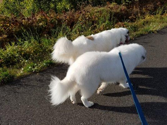 My Pyrs after a grooming appt.