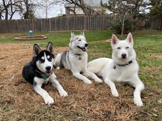 Well cared for Siberian Huskies!