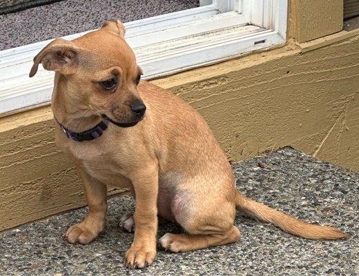 Puppy adopted from Three Little Pitties