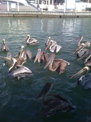 Resident brown pelicans.