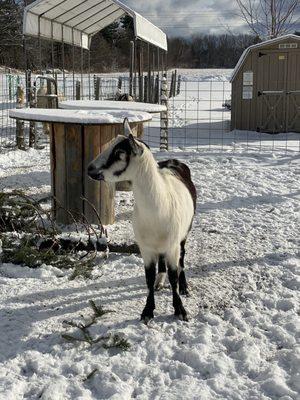 Goat - super friendly