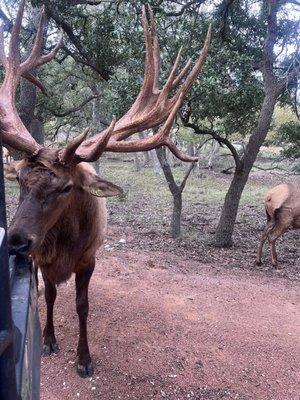 Monster elk