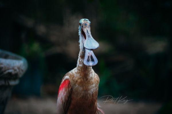 Magenta Spoonbill