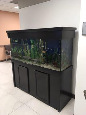 Fish tank in the waiting area.