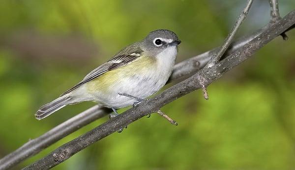 Blue-headed Vireo