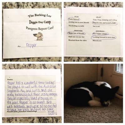 Pepper's "Pawgress Report" and napping after her first day at The Barking Lot!