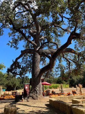 Boccali Ranch Pumpkin Patch