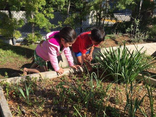 We have garden boxes for the kids to participate in tending, and live pets.