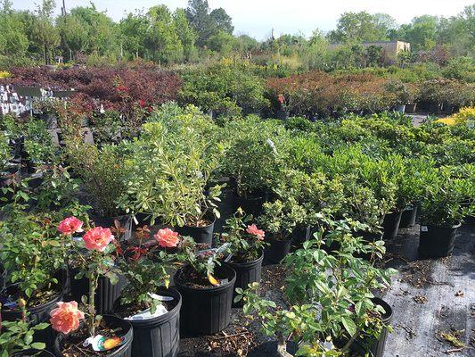 Outdoor plant selection