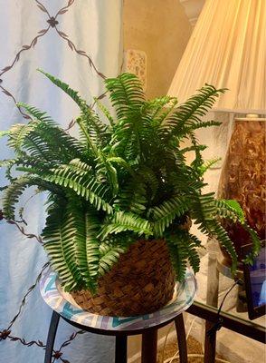 Nephrolepis exaltata or Jester's Crown indoor fern