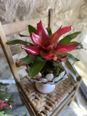 Bromeliad- plants from Grayce