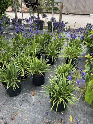 Blue Agapanthus