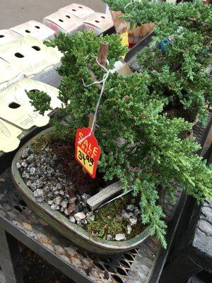 The nurseryman said they get a limited amount of bonsai trees a year and these few were left.