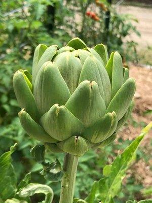 Bought this lovely artichoke. It did great!