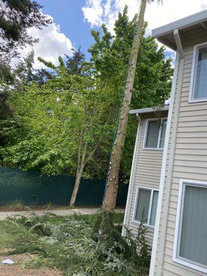 The tree they cut down. Perfectly Healthy and provided Privacy and shelter for the community of animals that lived and used this tree!