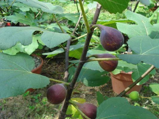 HARDY CHICAGO FIGS