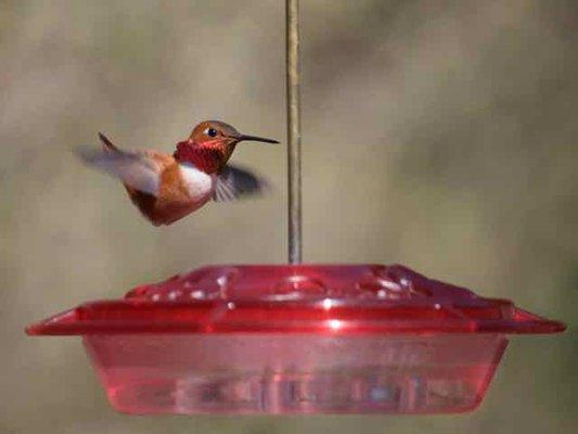 Rufous at Humzinger