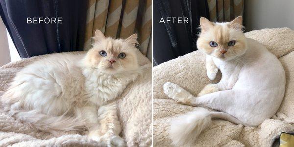 Lion Cut w/tapered head, boots and tail poof. Perfection, by Cateau Marmont