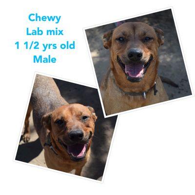 Come meet Chewy