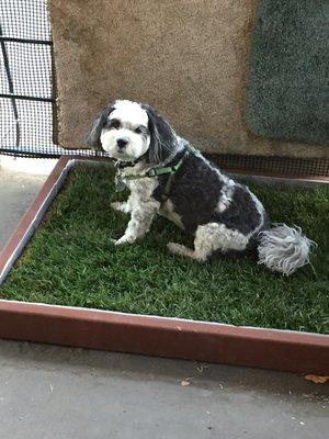 Barrington sitting on his grass from Doggy & the City. We both love the convenience of it!