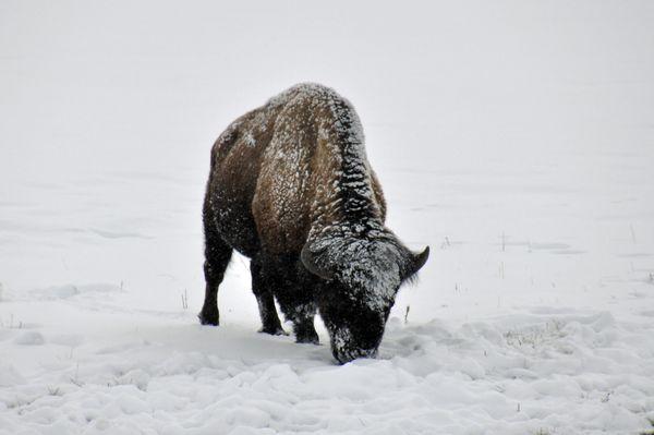 Buffalo in Yellowstone