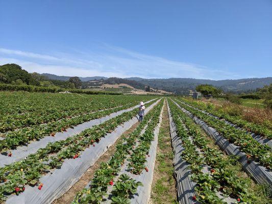 Strawberry field