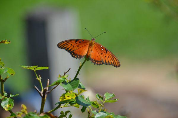 Beaumont Botanical Gardens