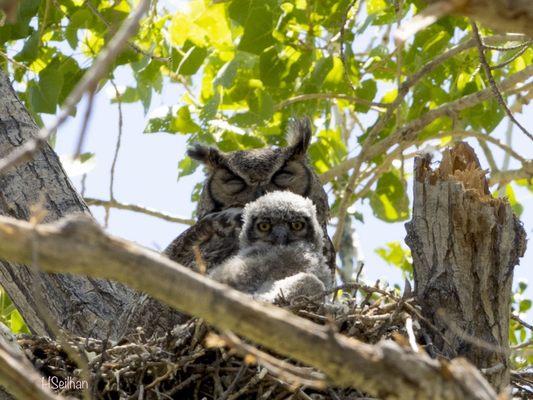 Great Horned Owls!