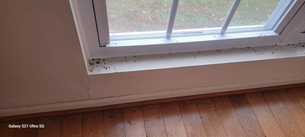 Mice droppings found on windowsill inside home during inspection.