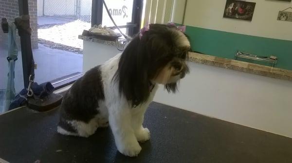 Bella, another beautiful shihtzu in a medium puppy cut. This cut is adorable on every shihtzu and easier to maintain.