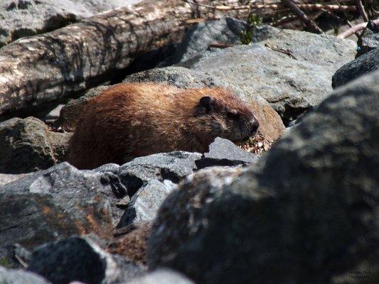 A park patron enjoying the weather.