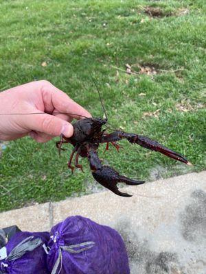 Big Ol crawfish