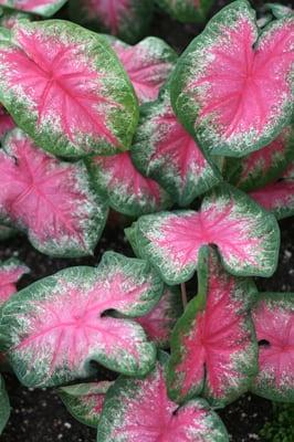 Caladium "Rosebud"