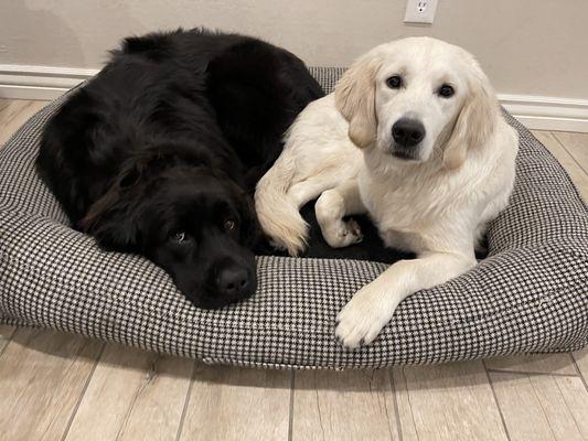 Olive & Gracie after being groomed at Johnny's Doghouse in Gilbert AZ. Five Stars!