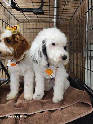 Puppies 1st groom, siblings